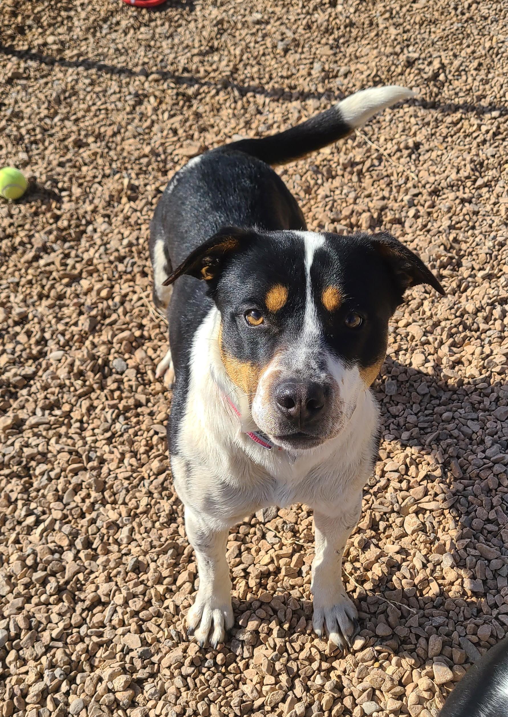 Enlarge Gotti, a ADOPTABLE mixed breed in Newcastle, WY image 3/3