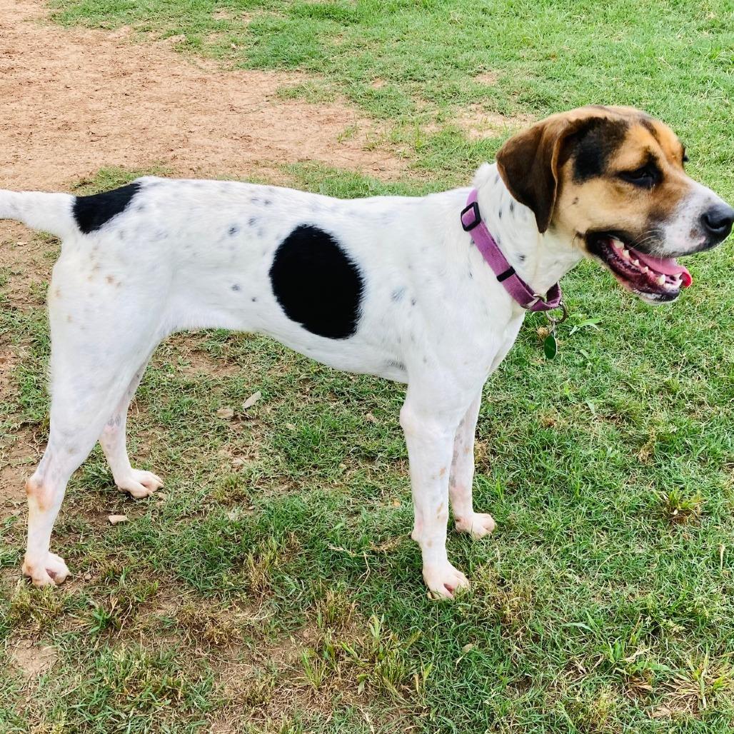 Ivy, Adoptable, Adult Female Coonhound & Mixed Breed.