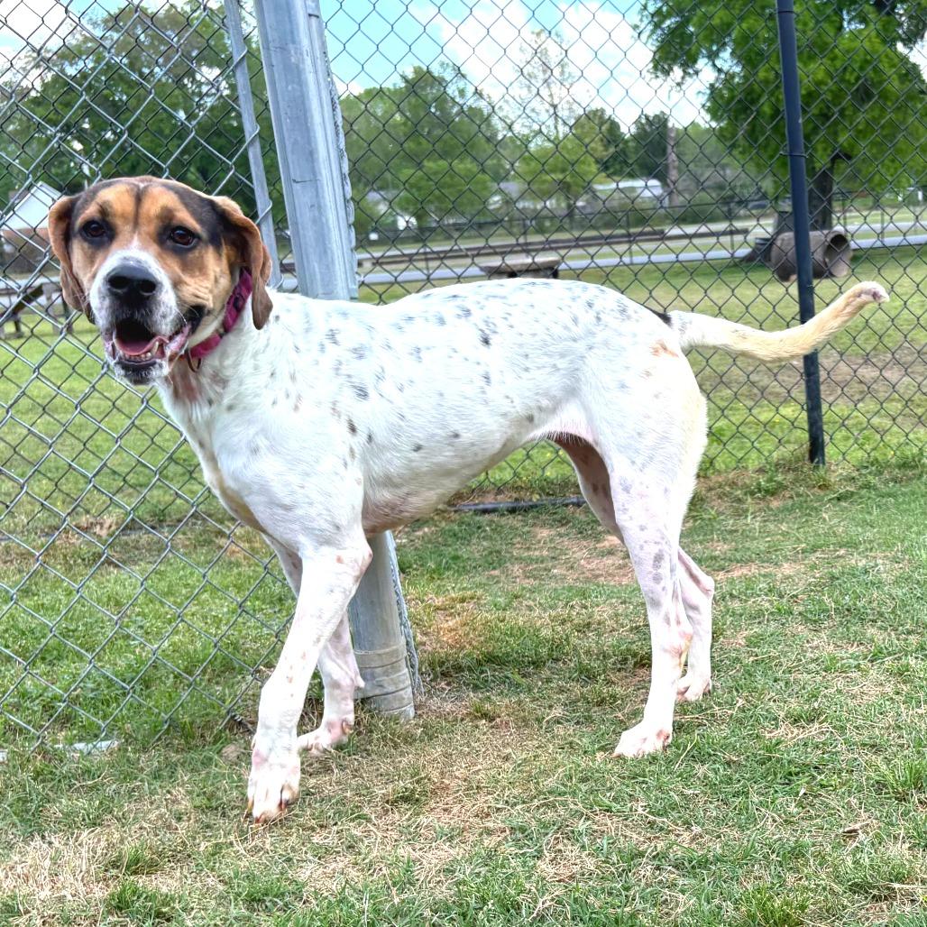 Ivy, Adoptable, Adult Female Coonhound.