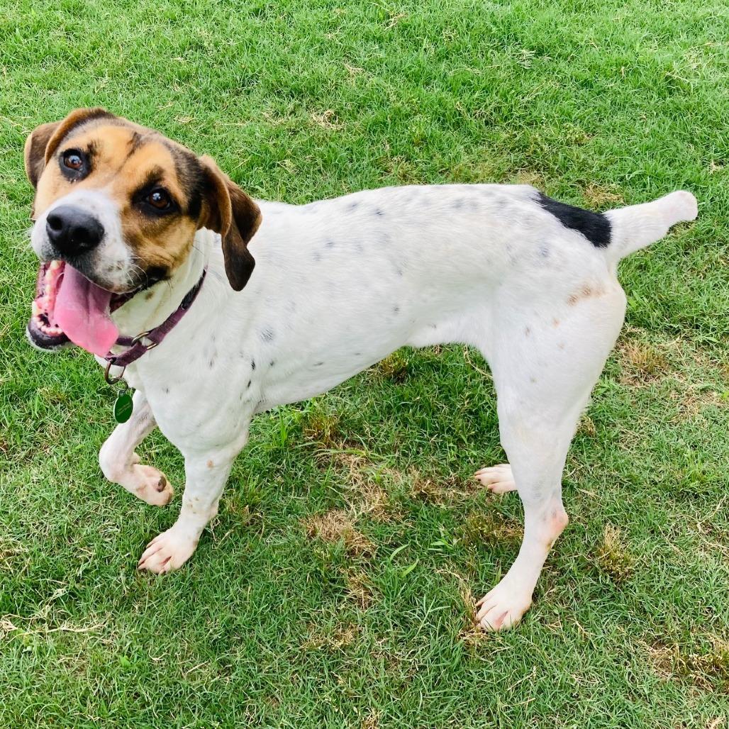 Ivy, a Adoptable mixed breed in Cabot, AR image 2/6