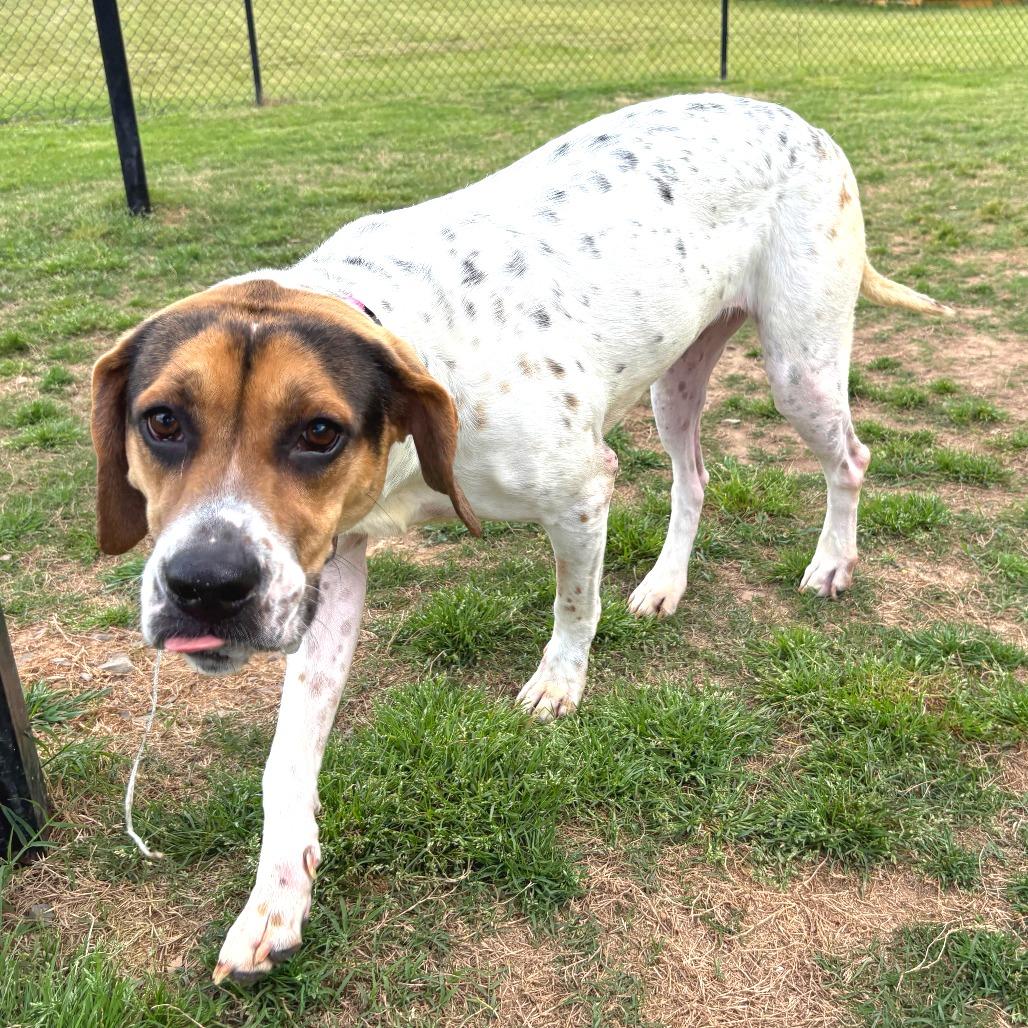 Enlarge Ivy, a Adoptable mixed breed in Cabot, AR image 2/2