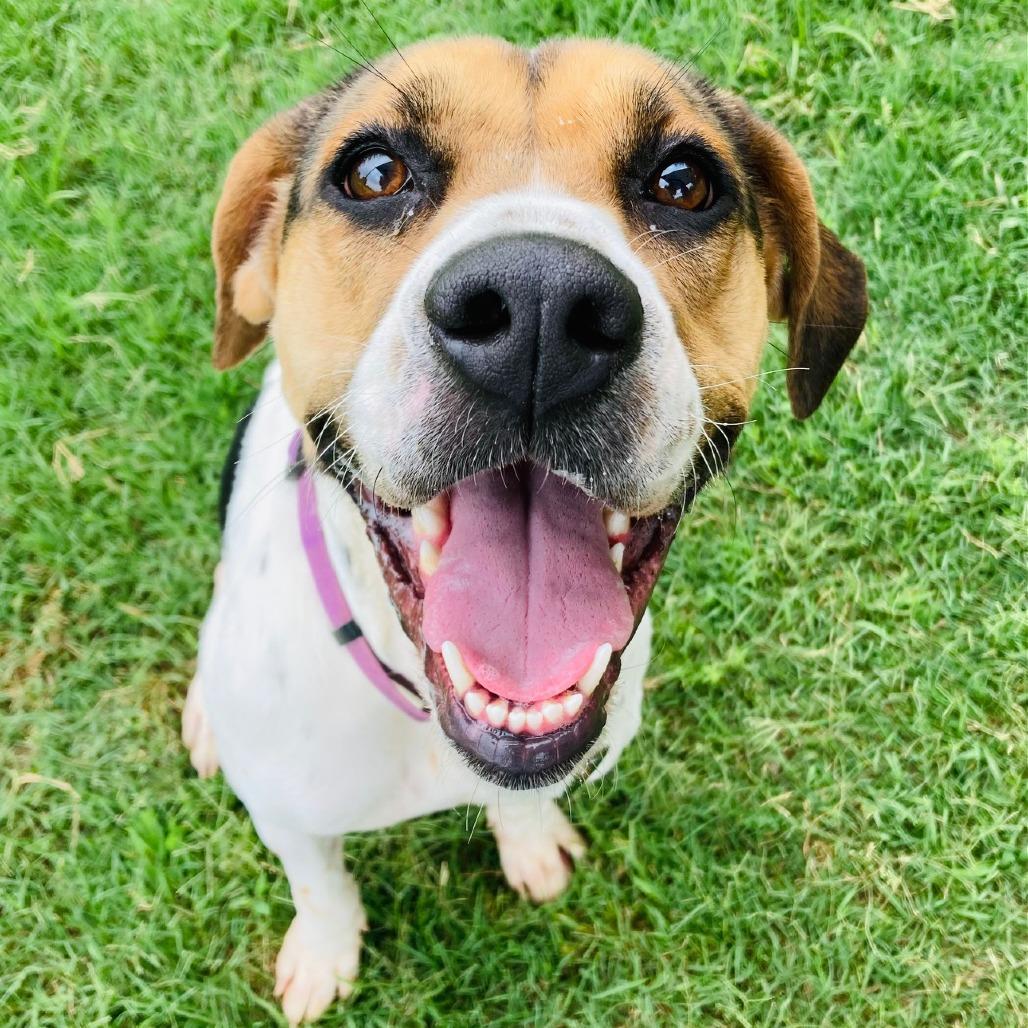 Ivy, a Adoptable mixed breed in Cabot, AR image 3/6