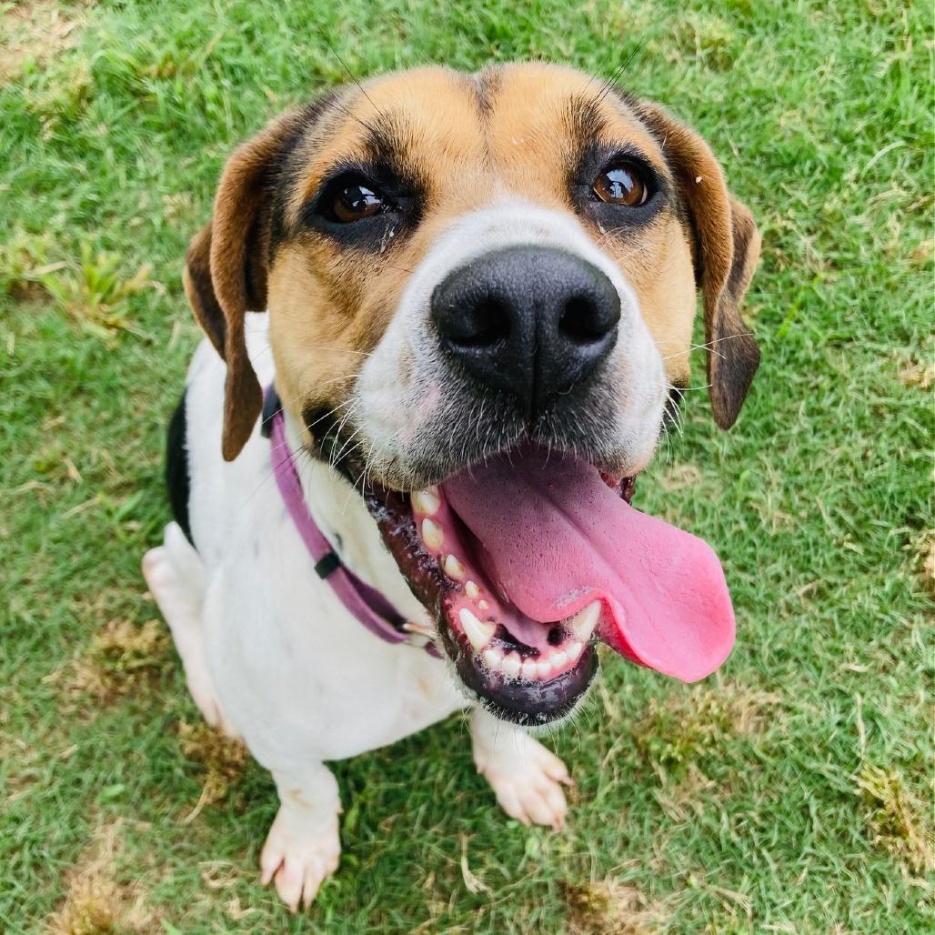 Ivy, a Adoptable mixed breed in Cabot, AR image 4/6
