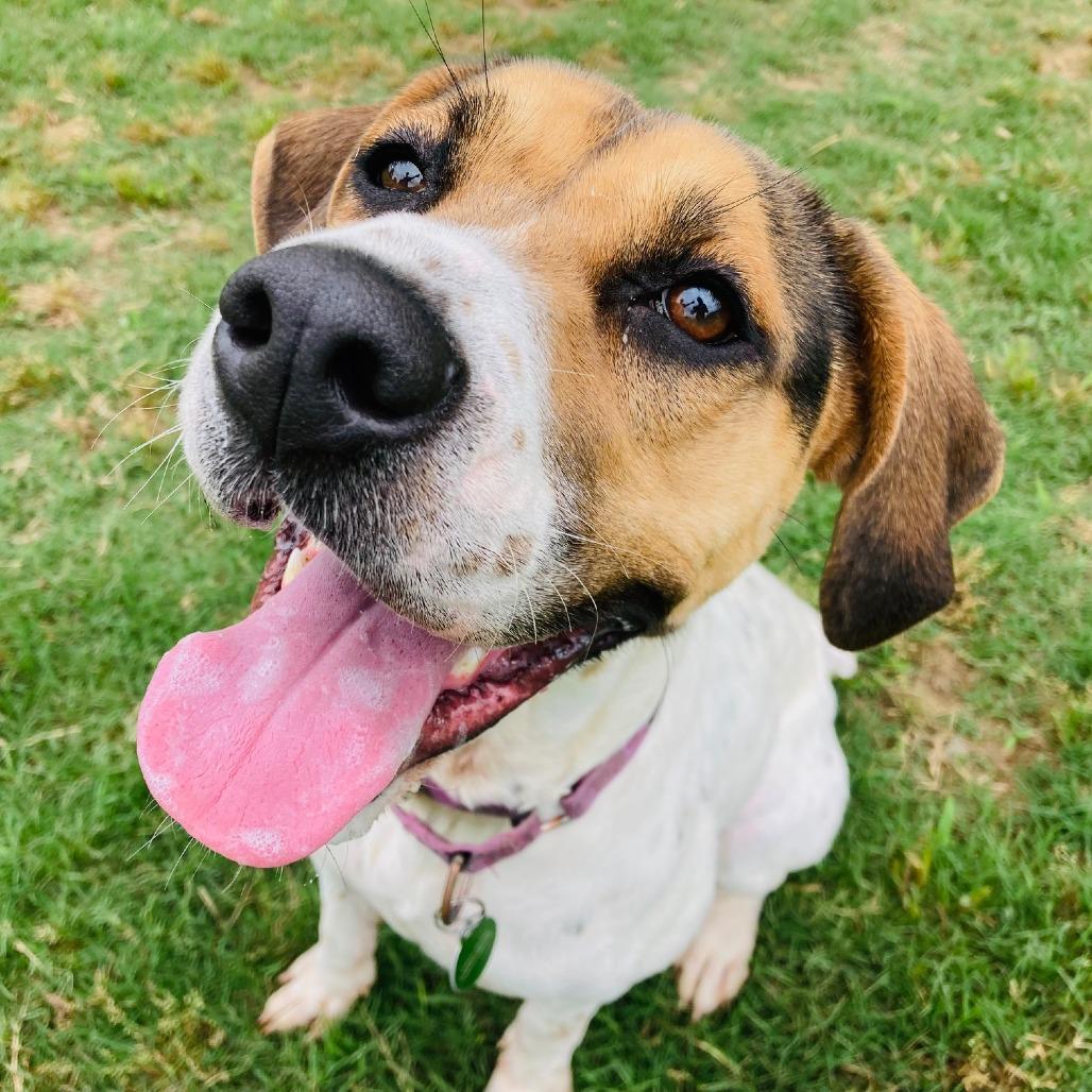 Ivy, a Adoptable mixed breed in Cabot, AR image 5/6