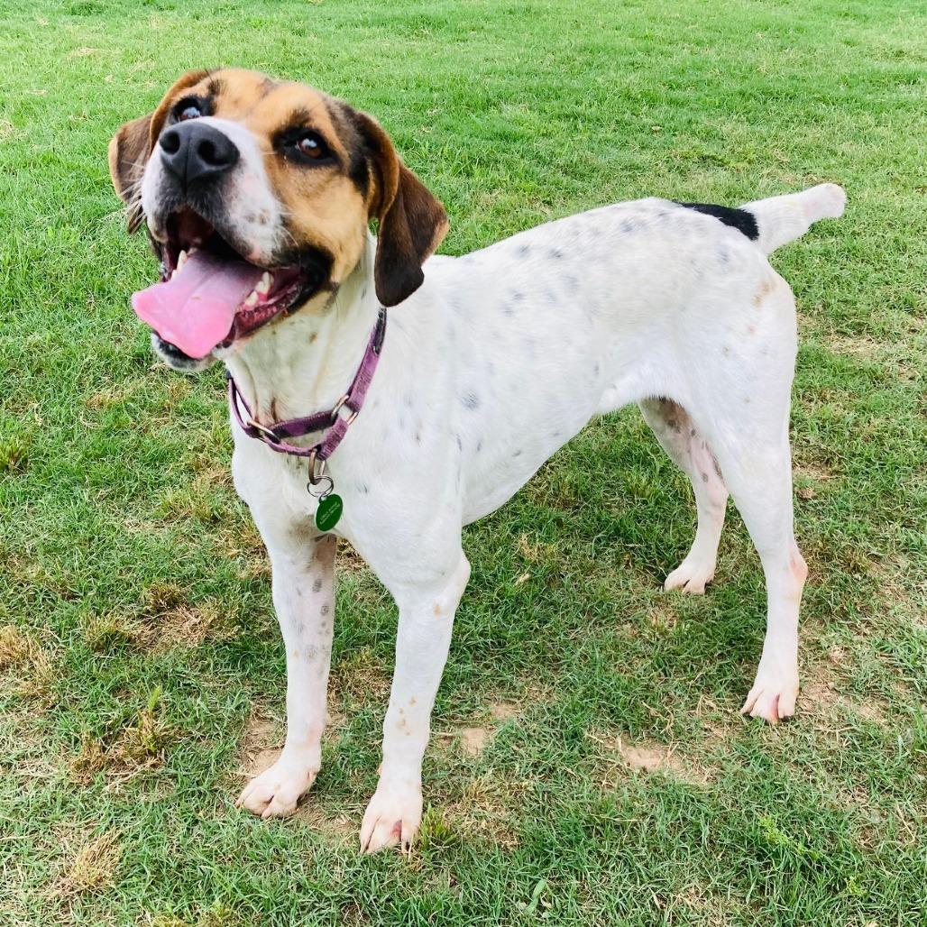 Ivy, a Adoptable mixed breed in Cabot, AR image 6/6