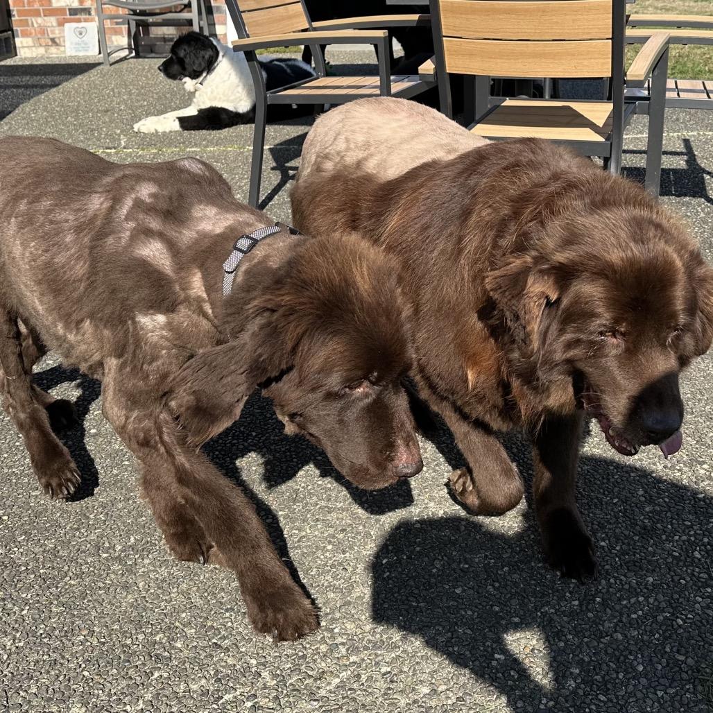 tilly, Adoptable, Senior Female Newfoundland Dog.