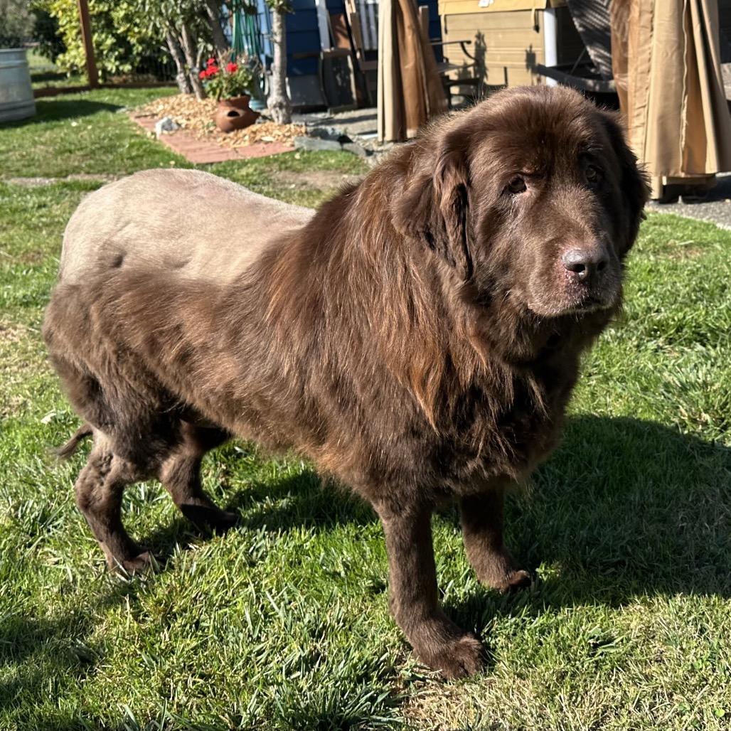 Enlarge tilly, a Adoptable Newfoundland Dog in Bellingham, WA image 2/2