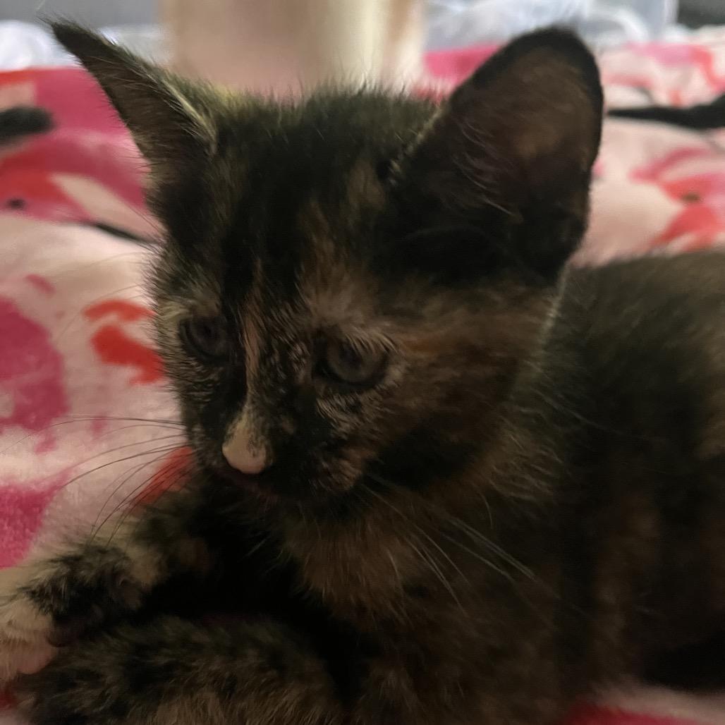 Tiffany, Adoptable, Kitten Female Domestic Short Hair.