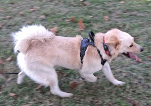Enlarge Arthur 6, a Adoptable mixed breed in Killingworth, CT image 3/6