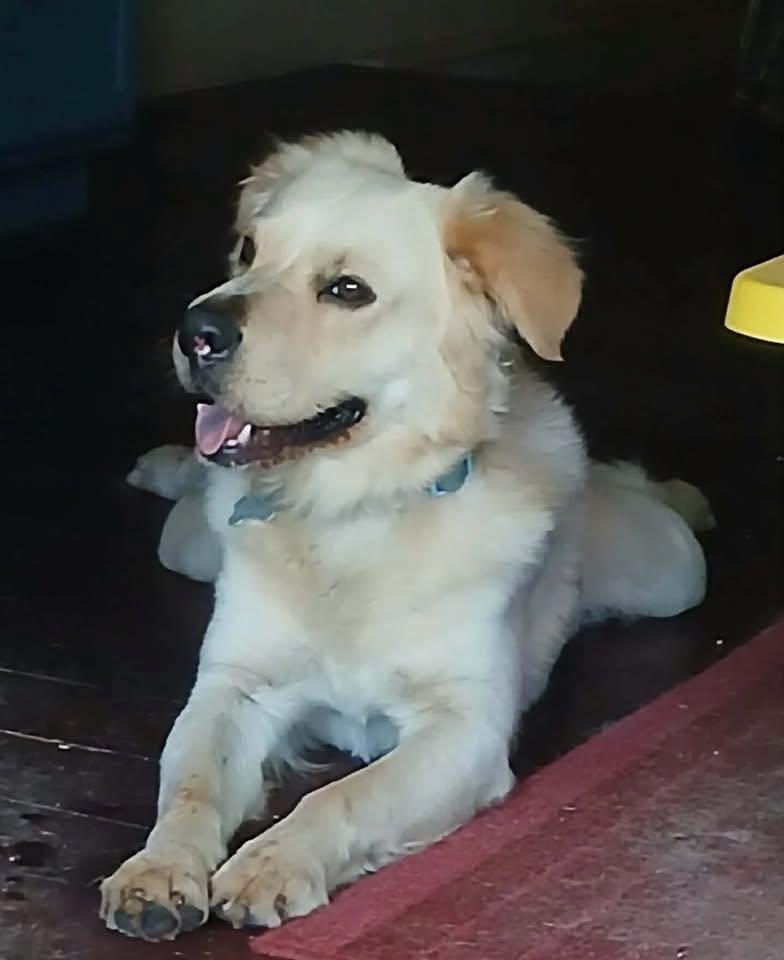 Enlarge Arthur 6, a Adoptable mixed breed in Killingworth, CT image 4/6