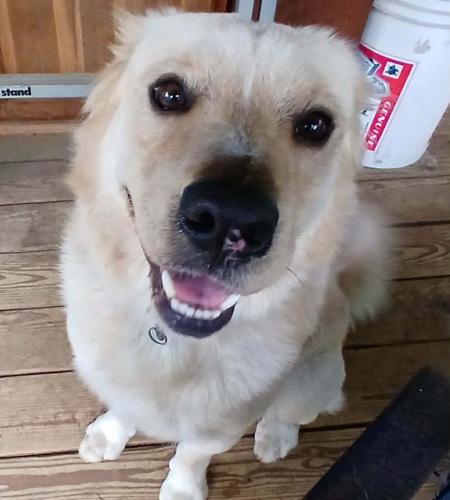 Enlarge Arthur 6, a Adoptable mixed breed in Killingworth, CT image 5/6