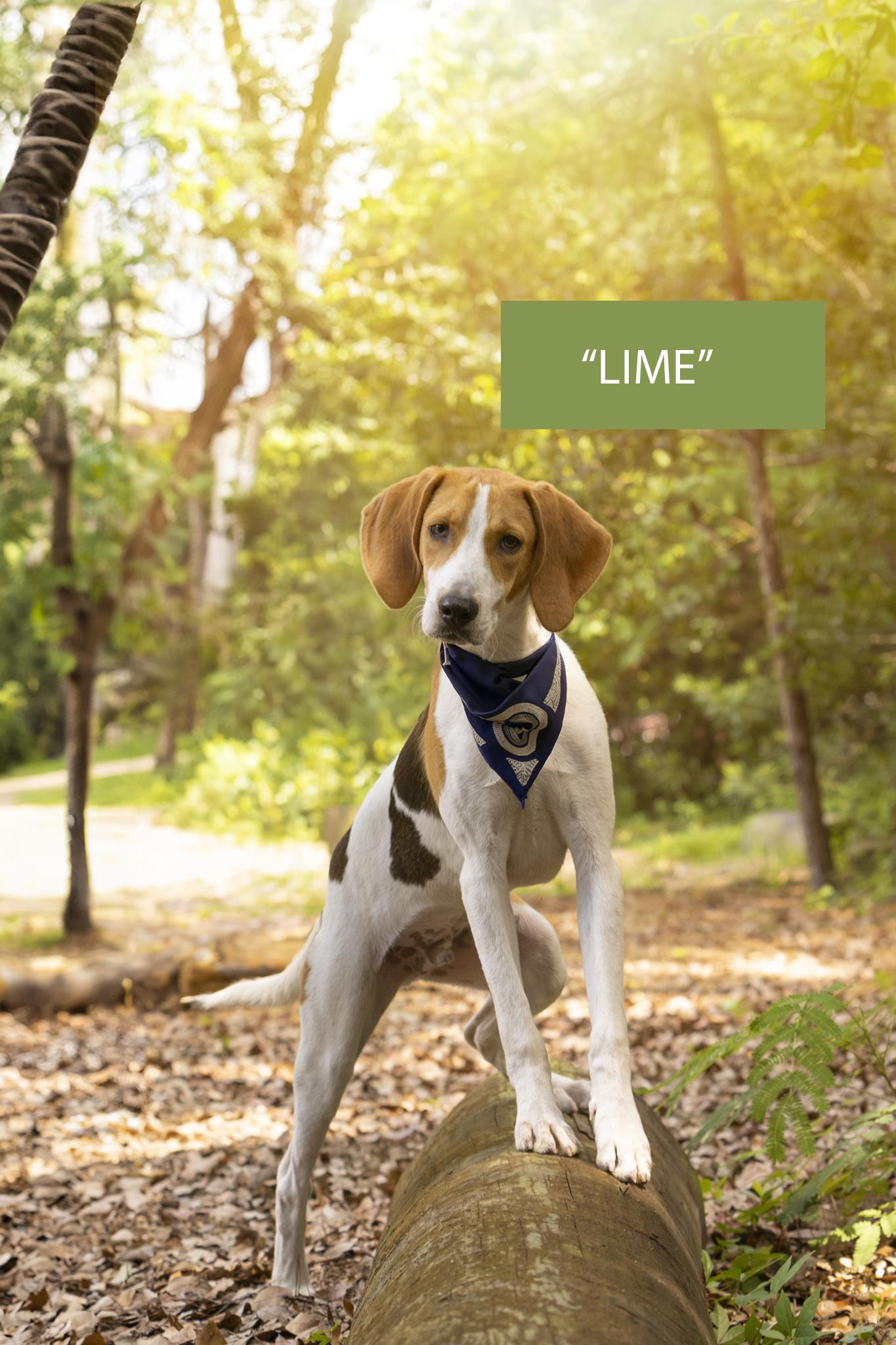 Lime