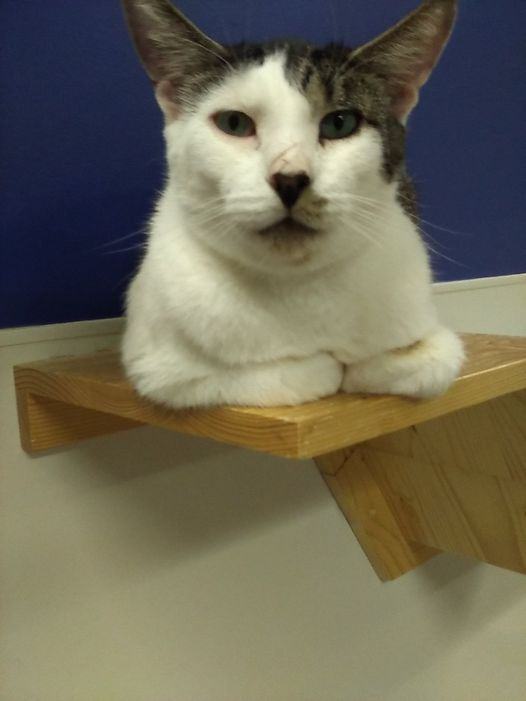 Yoda, a Adoptable Turkish Van in Toms River, NJ image 1/2