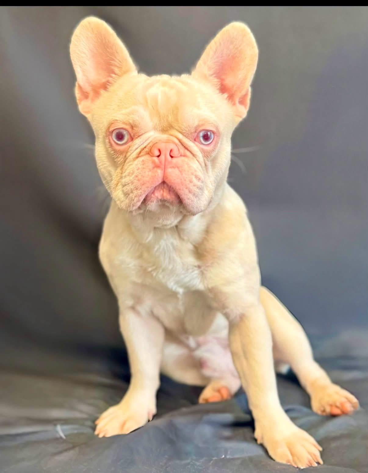 Ghost, ADOPTABLE, Young Male French Bulldog.
