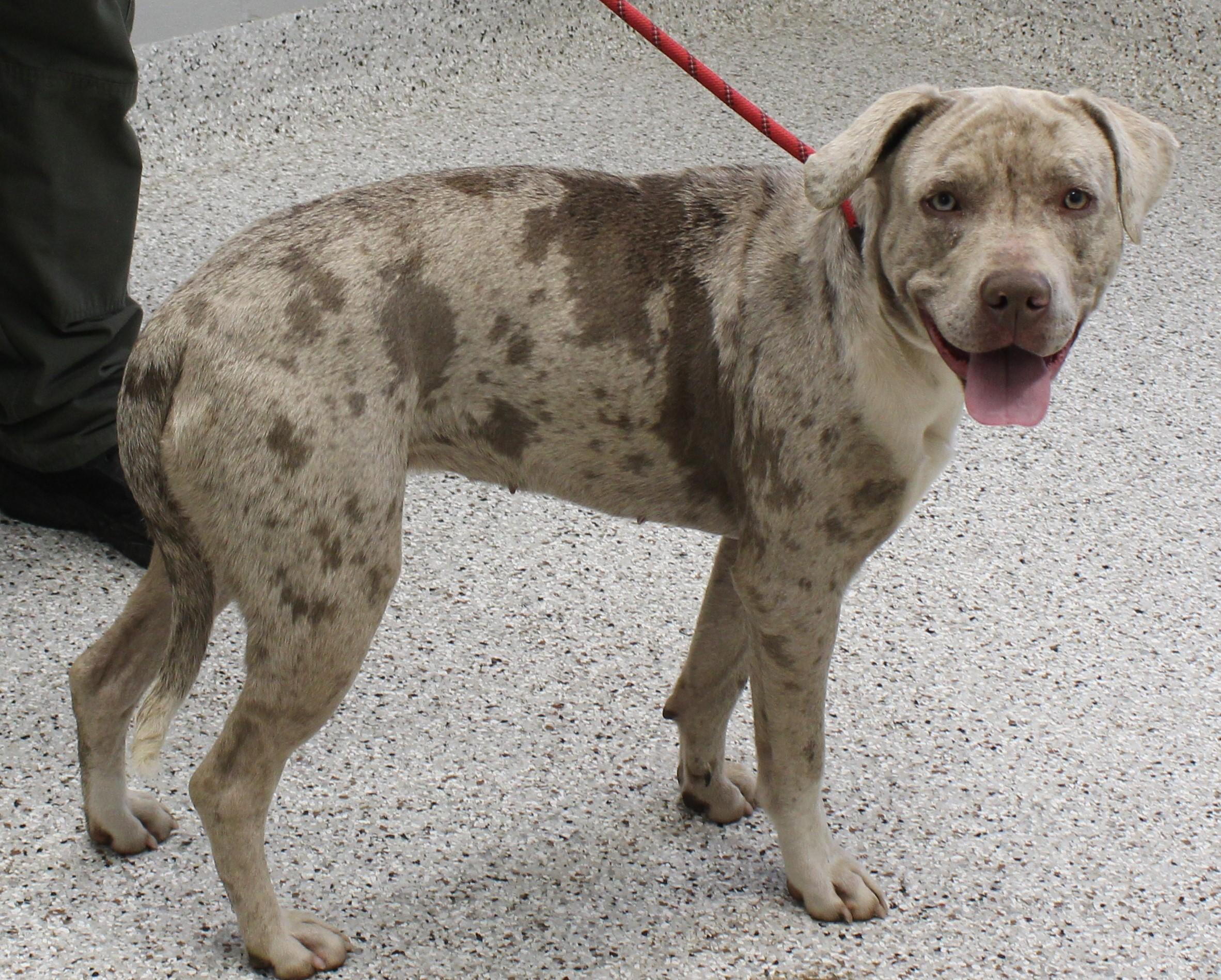 Enlarge Elsa (9604), a ADOPTABLE mixed breed in Heath, OH image 1/1