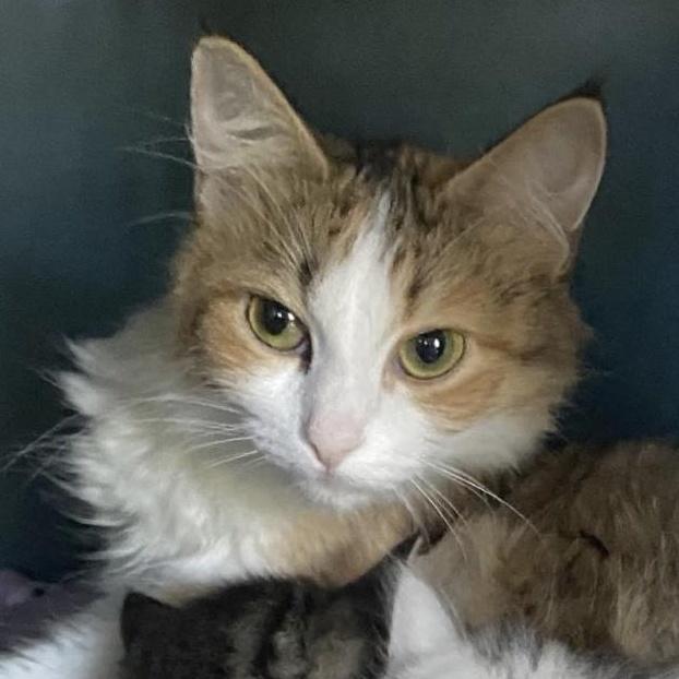 Kaila, a Adopted Calico in Plymouth, MN image 2/4