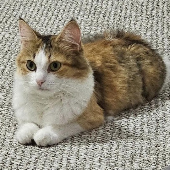 Kaila, a Adopted Calico in Plymouth, MN image 4/4