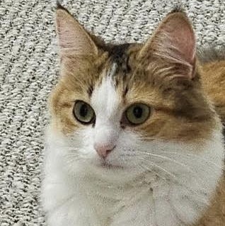 Kaila, a Adopted Calico in Plymouth, MN image 1/4