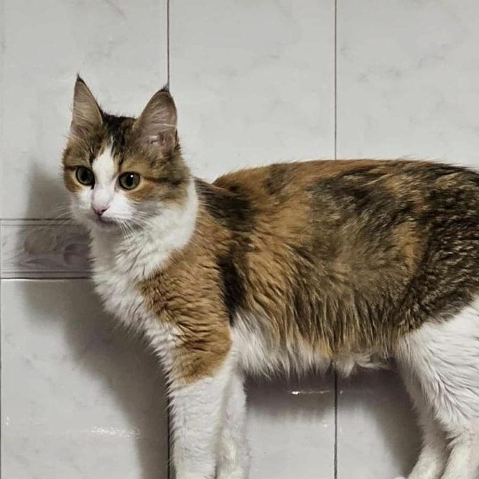 Kaila, a Adopted Calico in Plymouth, MN image 3/4