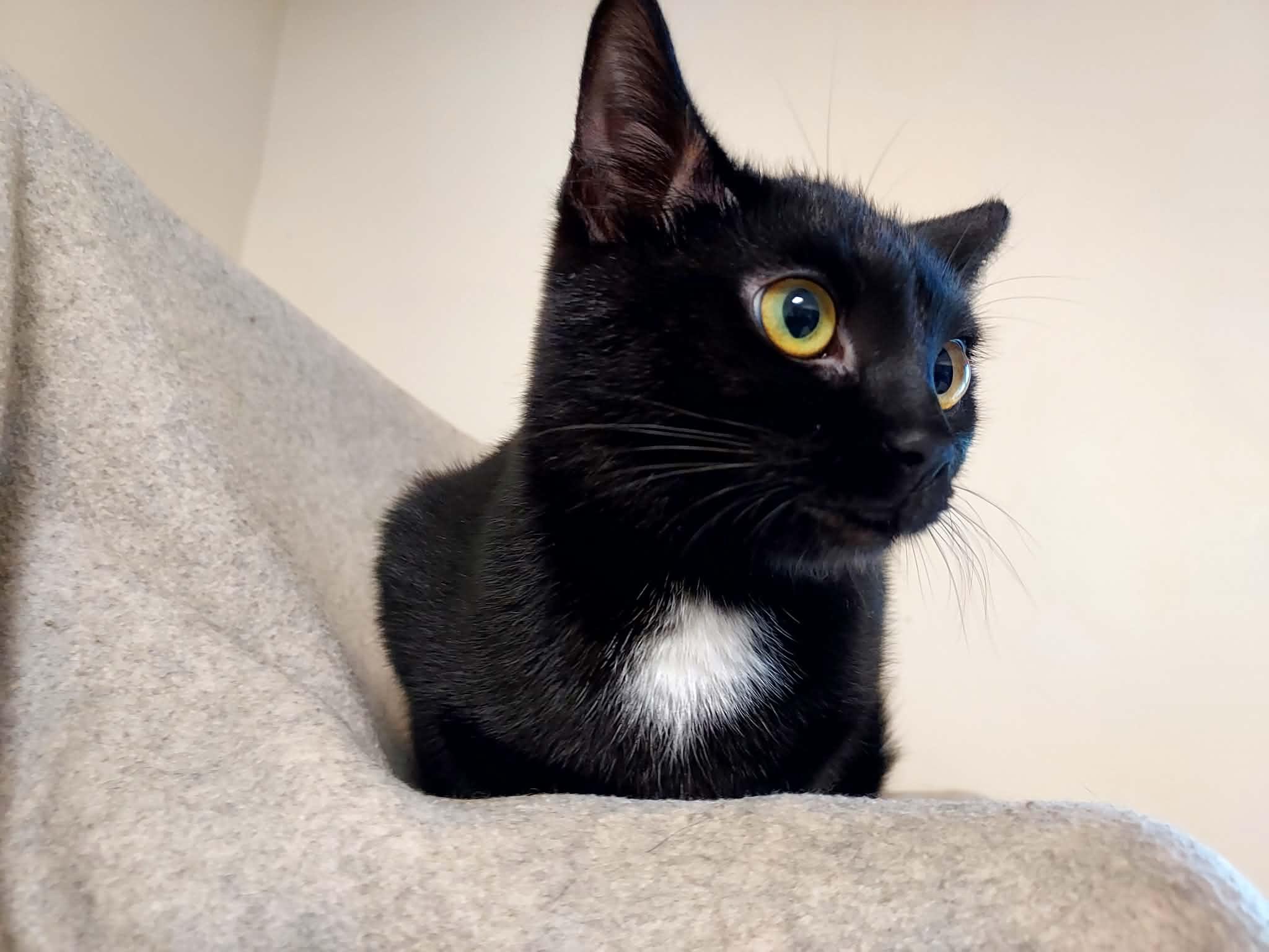Enlarge Coleen, a Adoptable Domestic Short Hair in Falls Creek, PA image 3/3