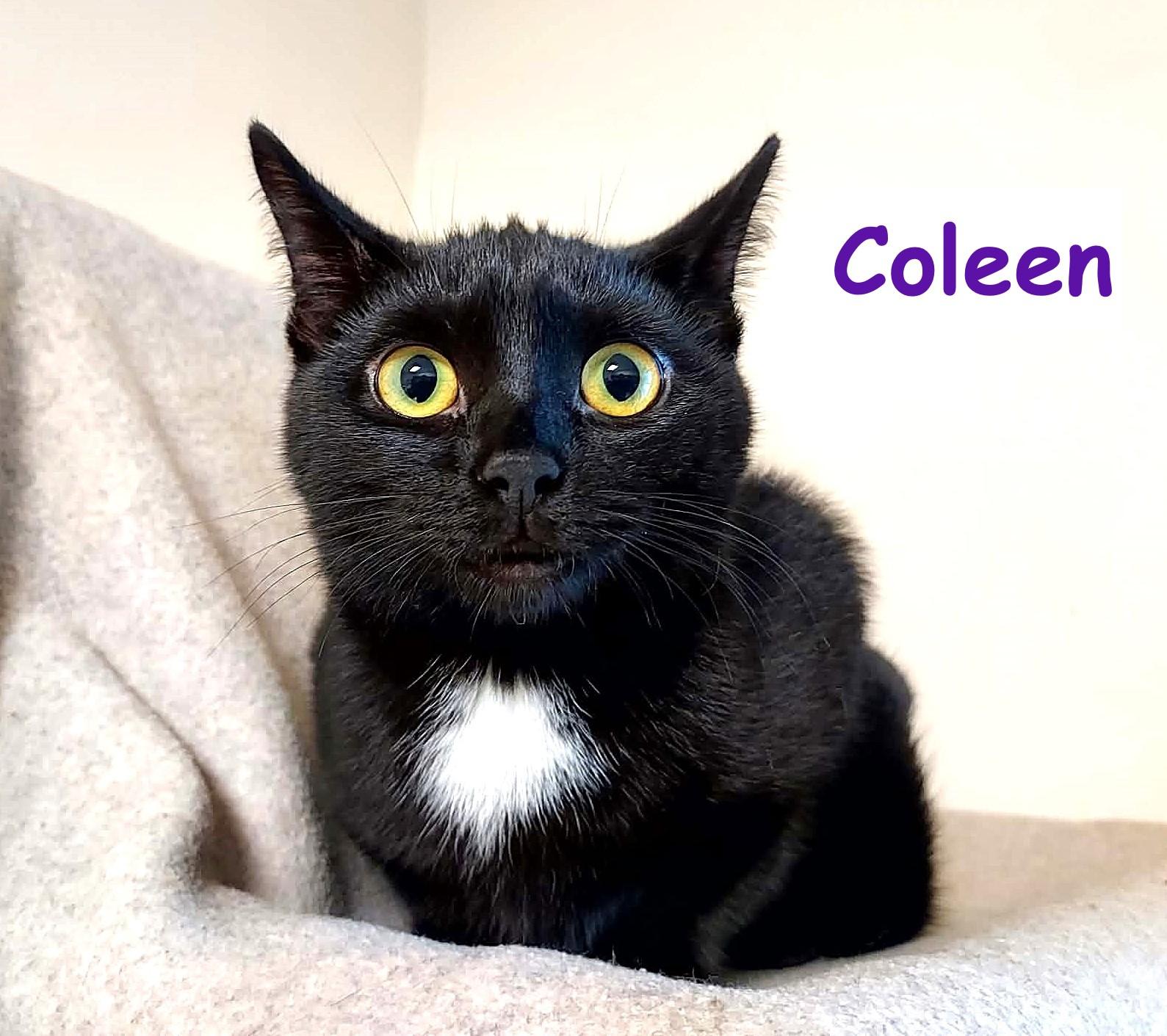 Coleen, Adoptable, Kitten Female Domestic Short Hair.