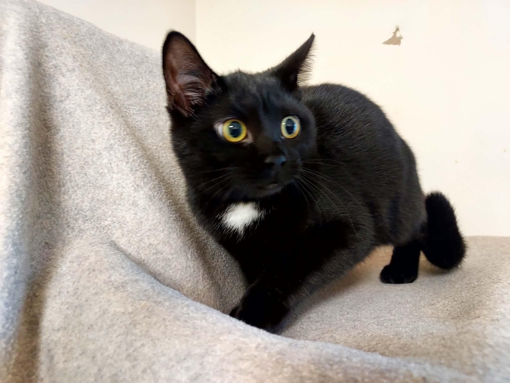 Enlarge Coleen, a Adoptable Domestic Short Hair in Falls Creek, PA image 2/3