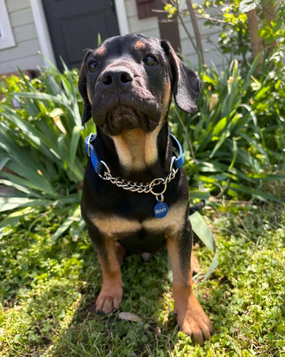 Enlarge Beezy, an adopted mixed breed in Broken Arrow, OK image 1/5