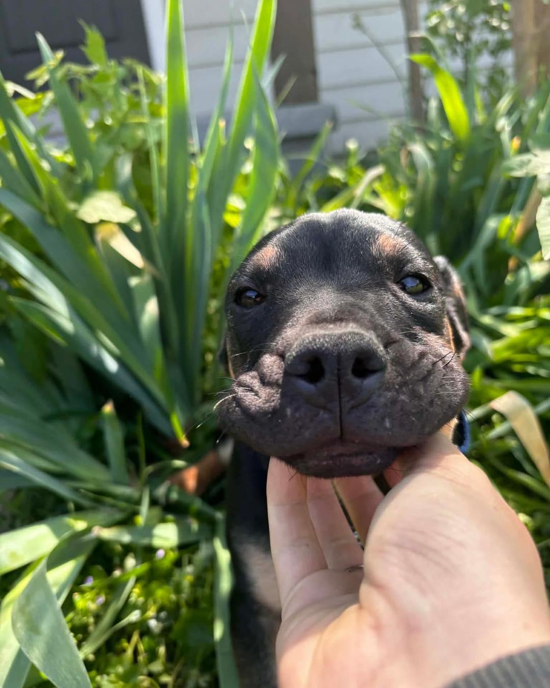 Enlarge Beezy, an adopted mixed breed in Broken Arrow, OK image 4/5