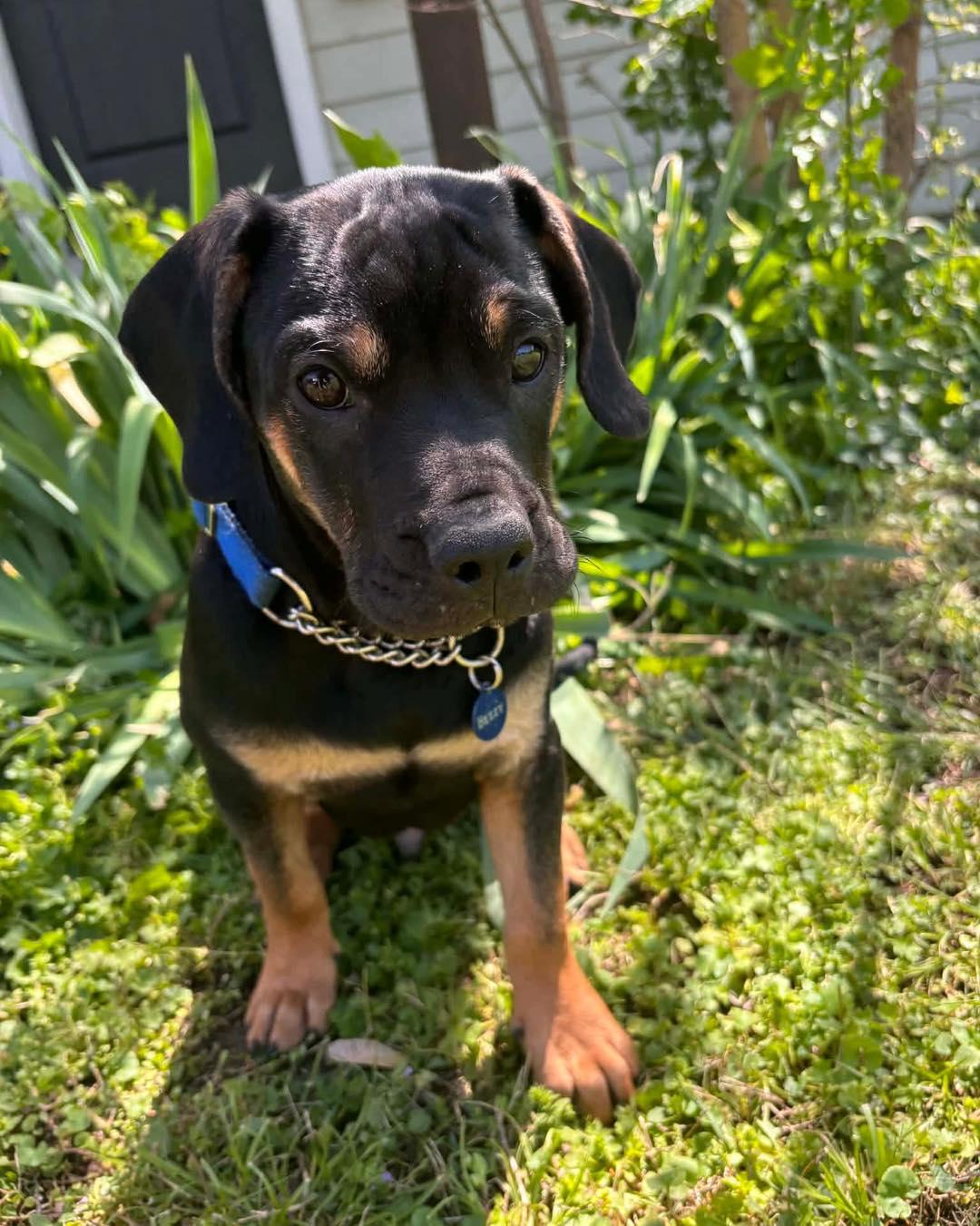 Enlarge Beezy, an adopted mixed breed in Broken Arrow, OK image 3/5