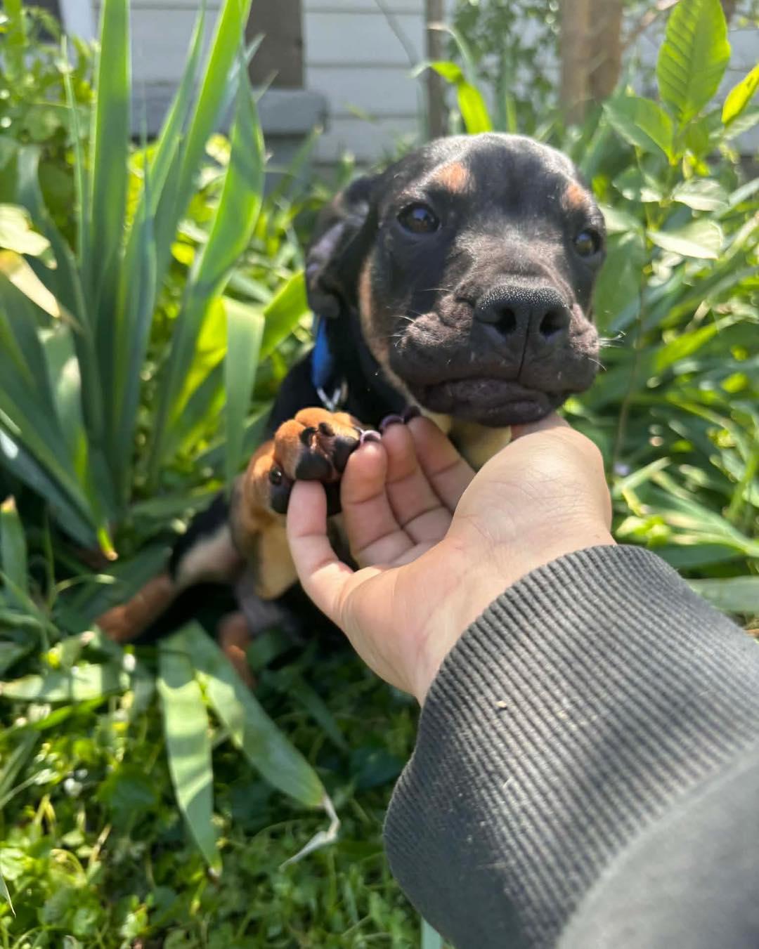 Enlarge Beezy, an adopted mixed breed in Broken Arrow, OK image 5/5