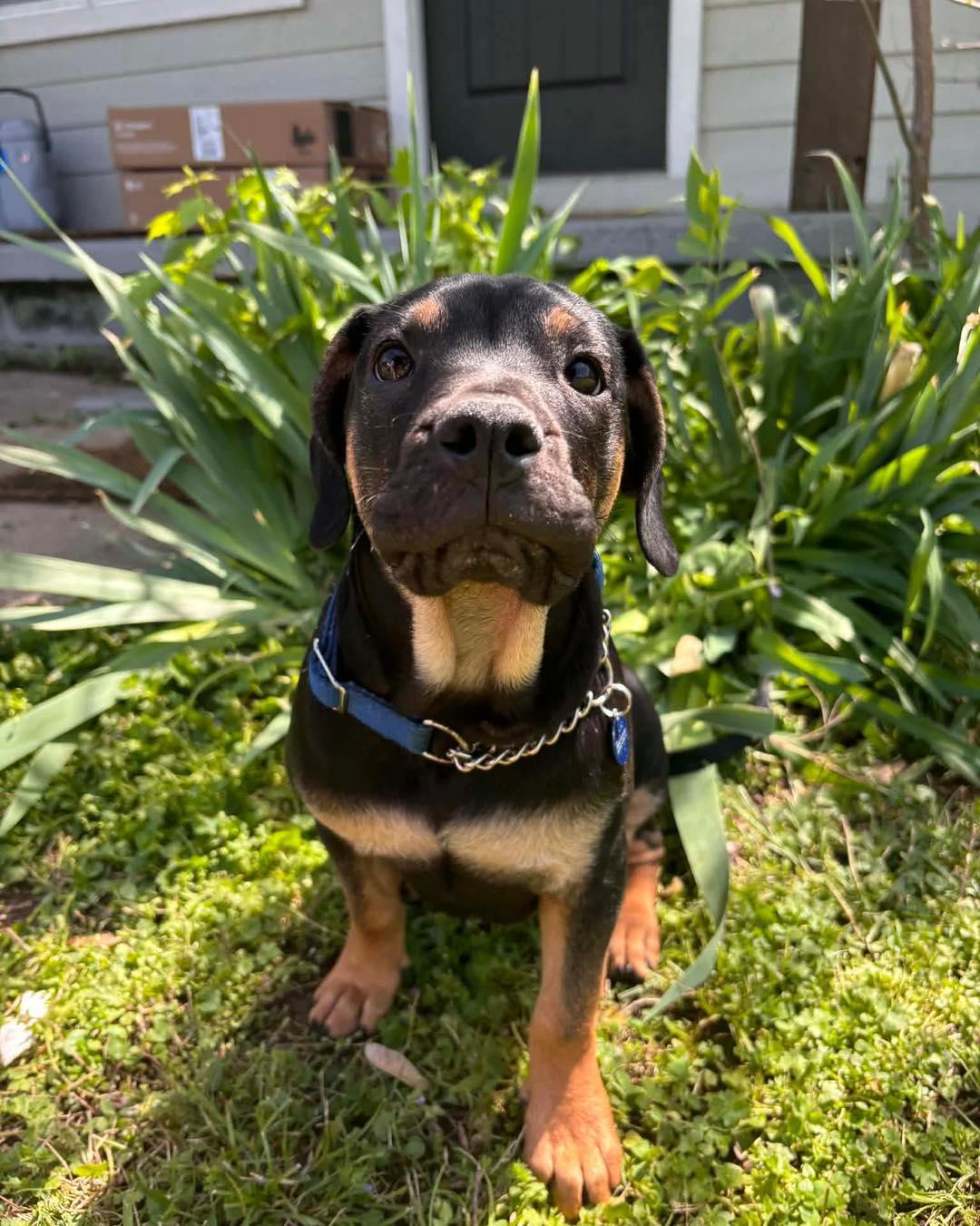 Enlarge Beezy, an adopted mixed breed in Broken Arrow, OK image 2/5