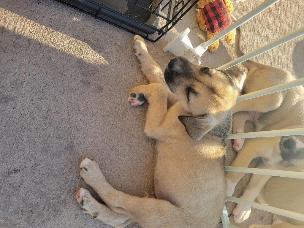 U5 Bumble Bee, Adoptable, Puppy Male Pit Bull Terrier.