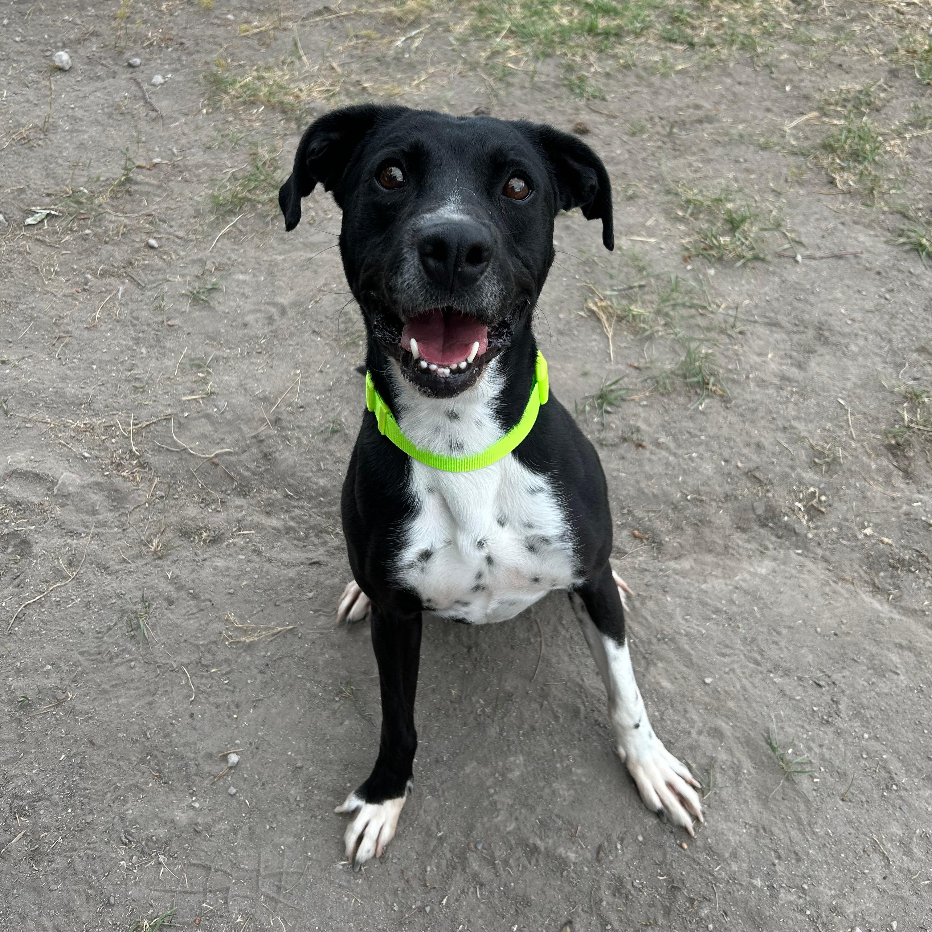 Dante, a ADOPTABLE mixed breed in Lindon, UT image 4/5