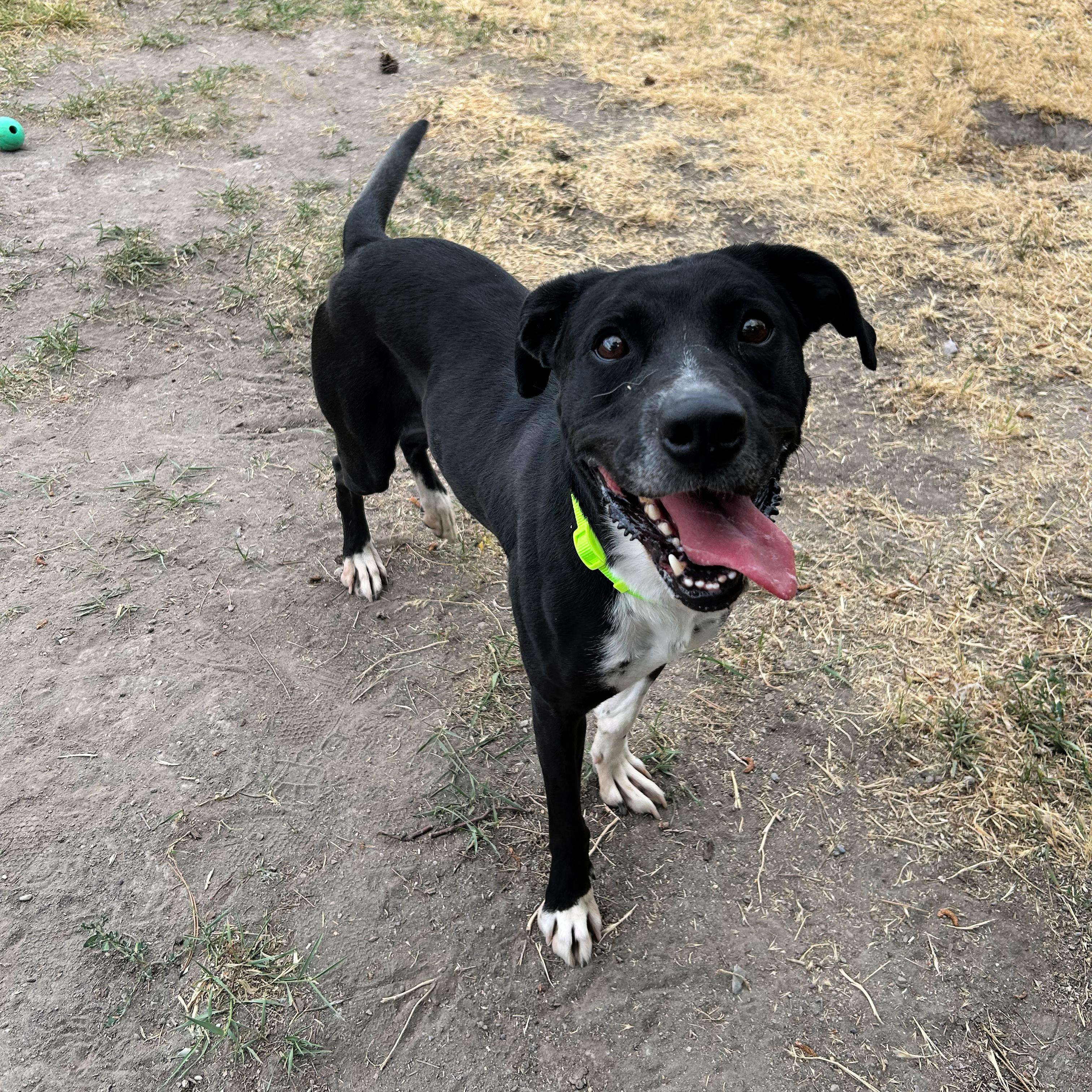 Dante, a ADOPTABLE mixed breed in Lindon, UT image 3/5
