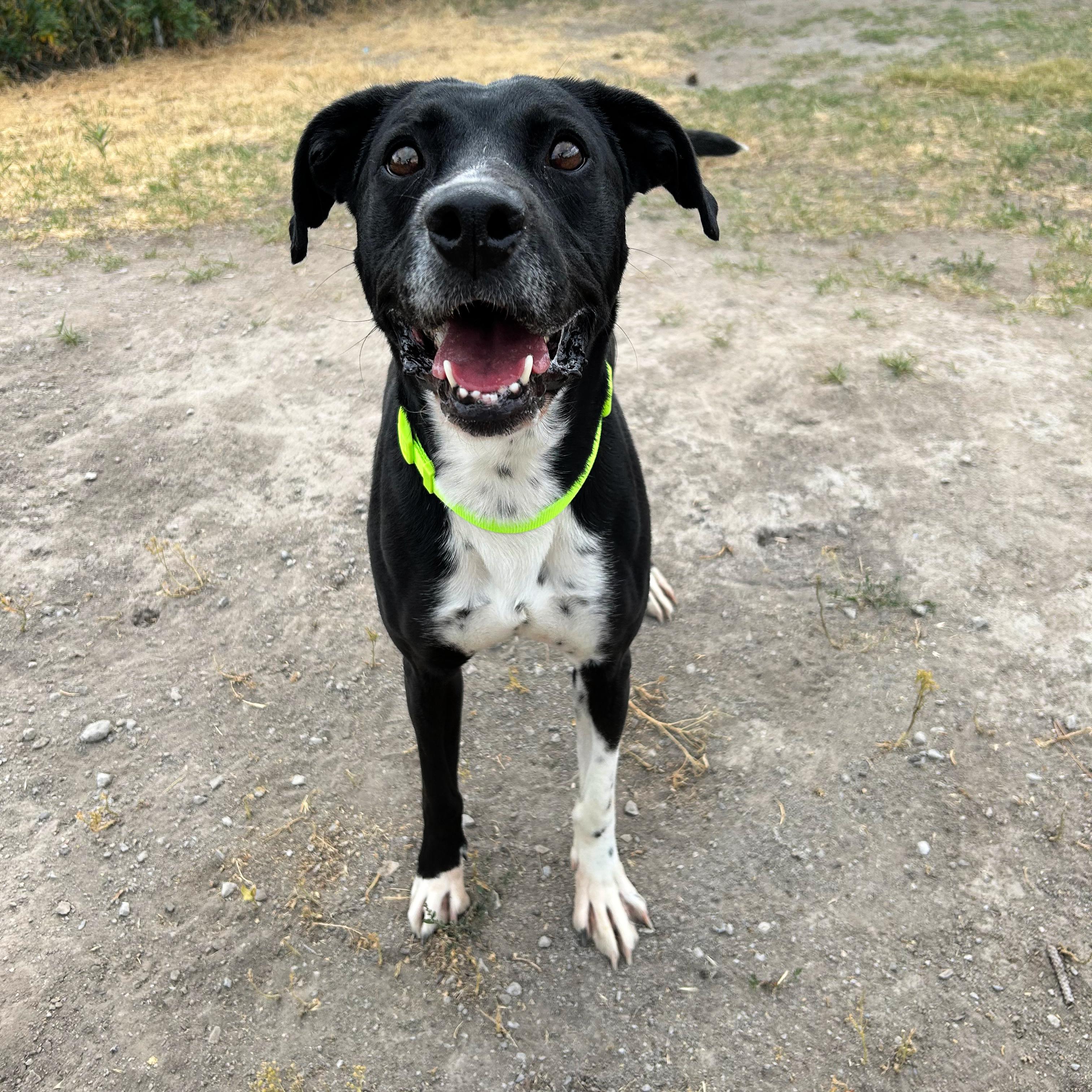 Dante, a ADOPTABLE mixed breed in Lindon, UT image 2/5