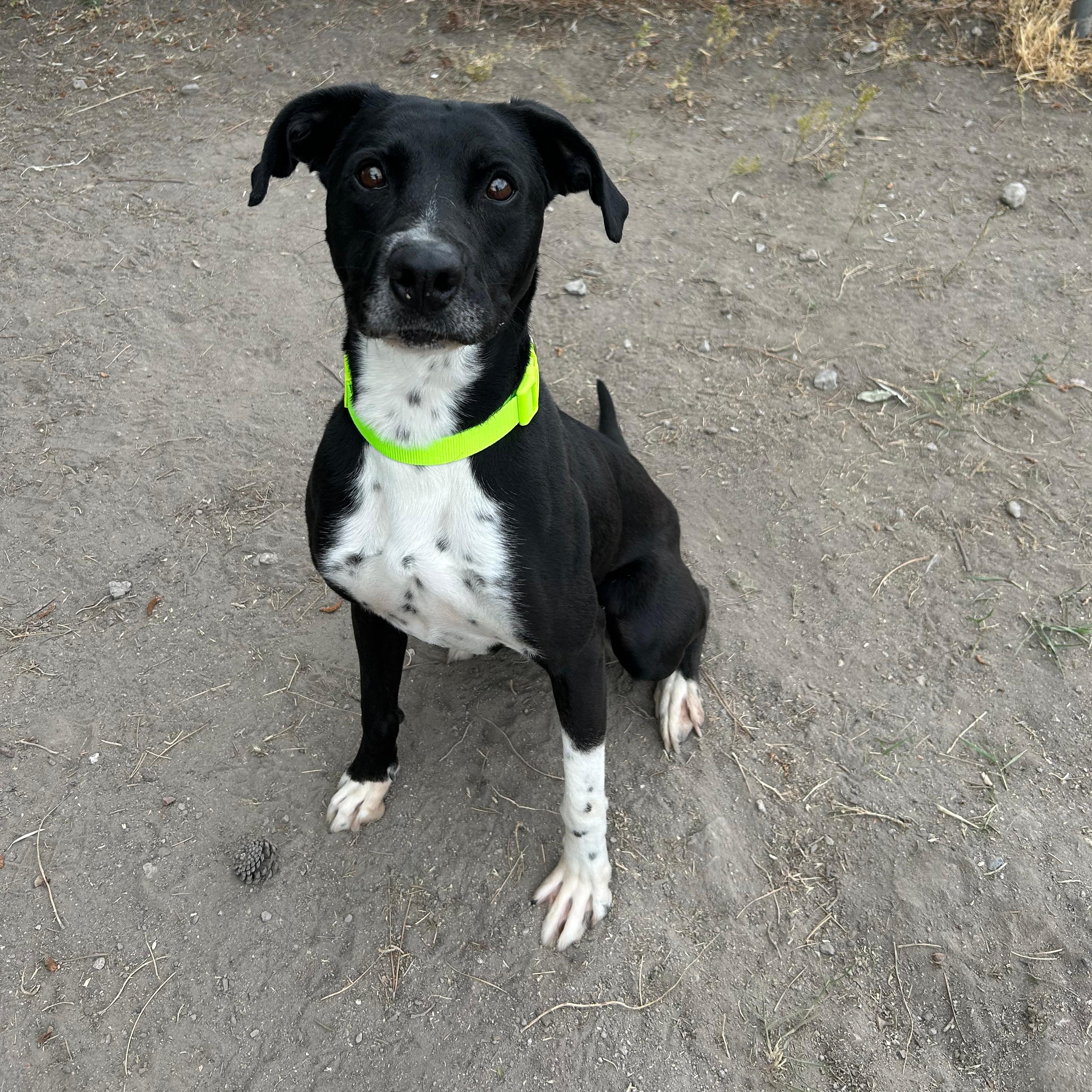 Dante, a ADOPTABLE mixed breed in Lindon, UT image 1/5