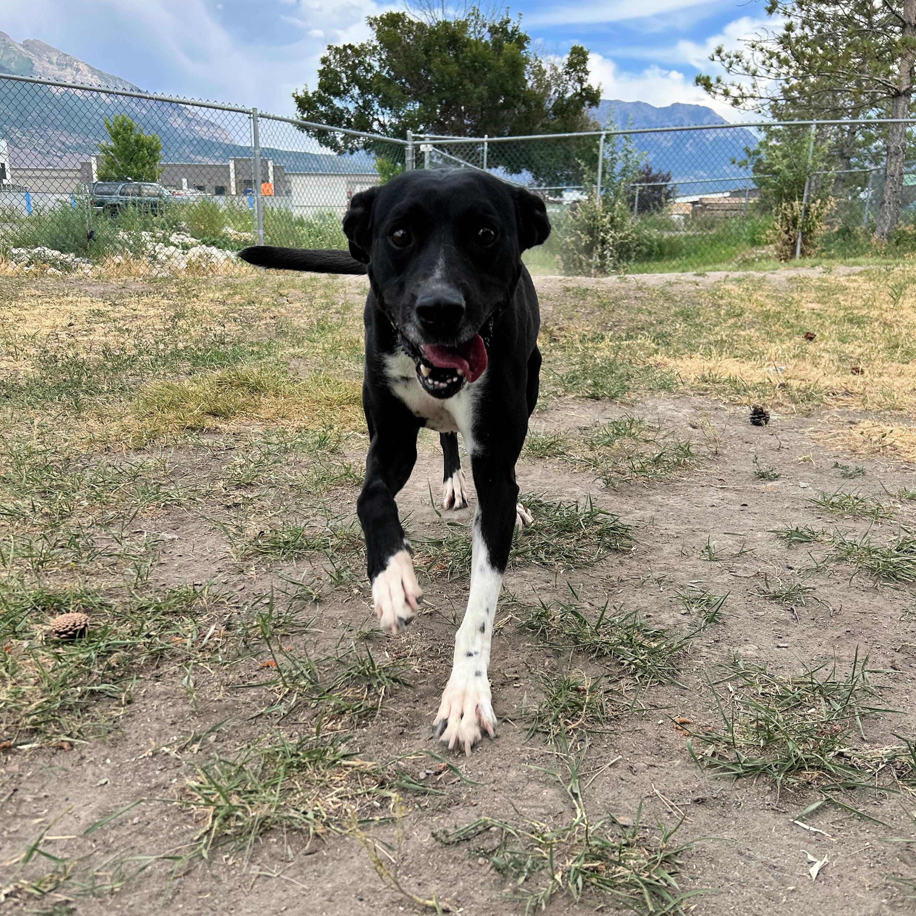 Dante, a ADOPTABLE mixed breed in Lindon, UT image 5/5