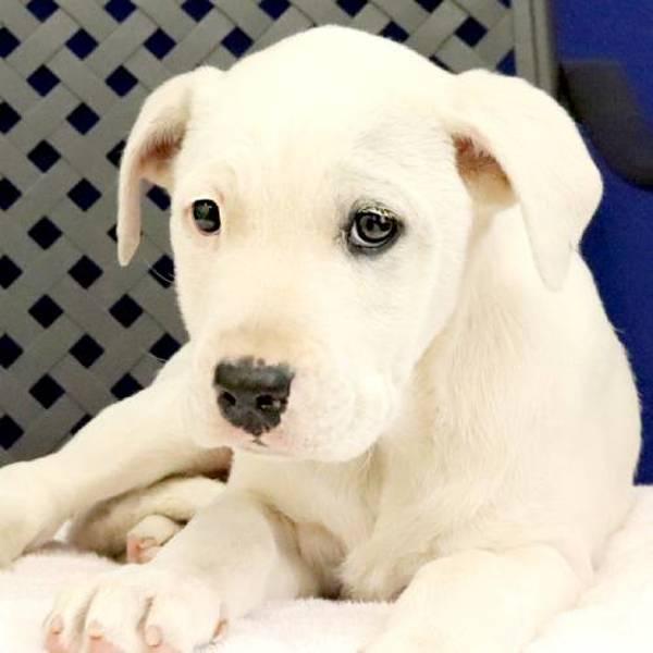 Stev, a Adoptable mixed breed in Midland, TX image 1/2