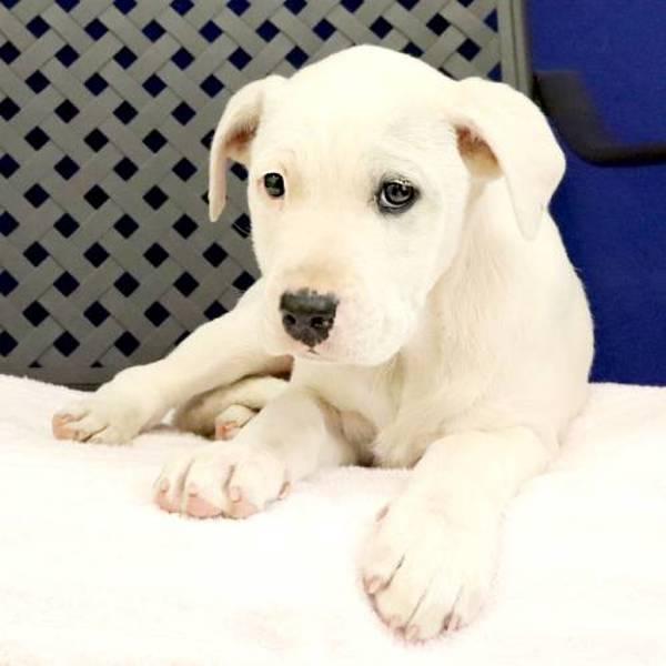 Stev, a Adoptable mixed breed in Midland, TX image 2/2