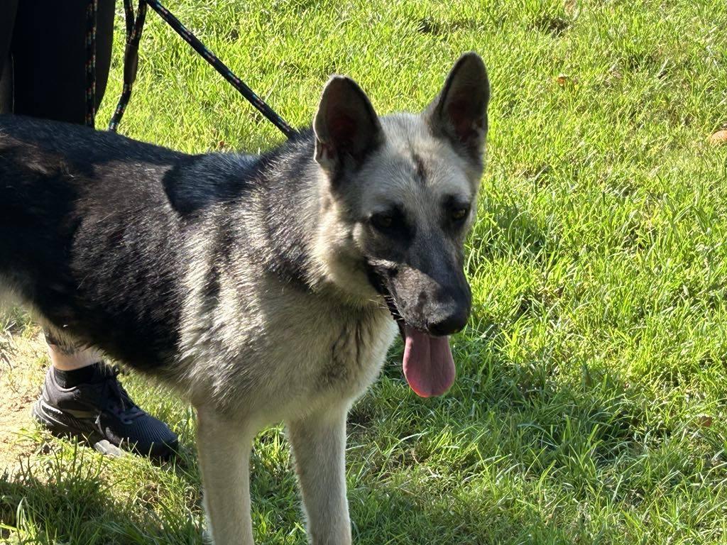 Cagney, Adopted, Adult Female German Shepherd Dog.