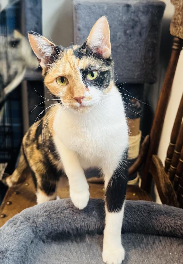 Colette, a Adoptable mixed breed in Jackson, GA image 1/6