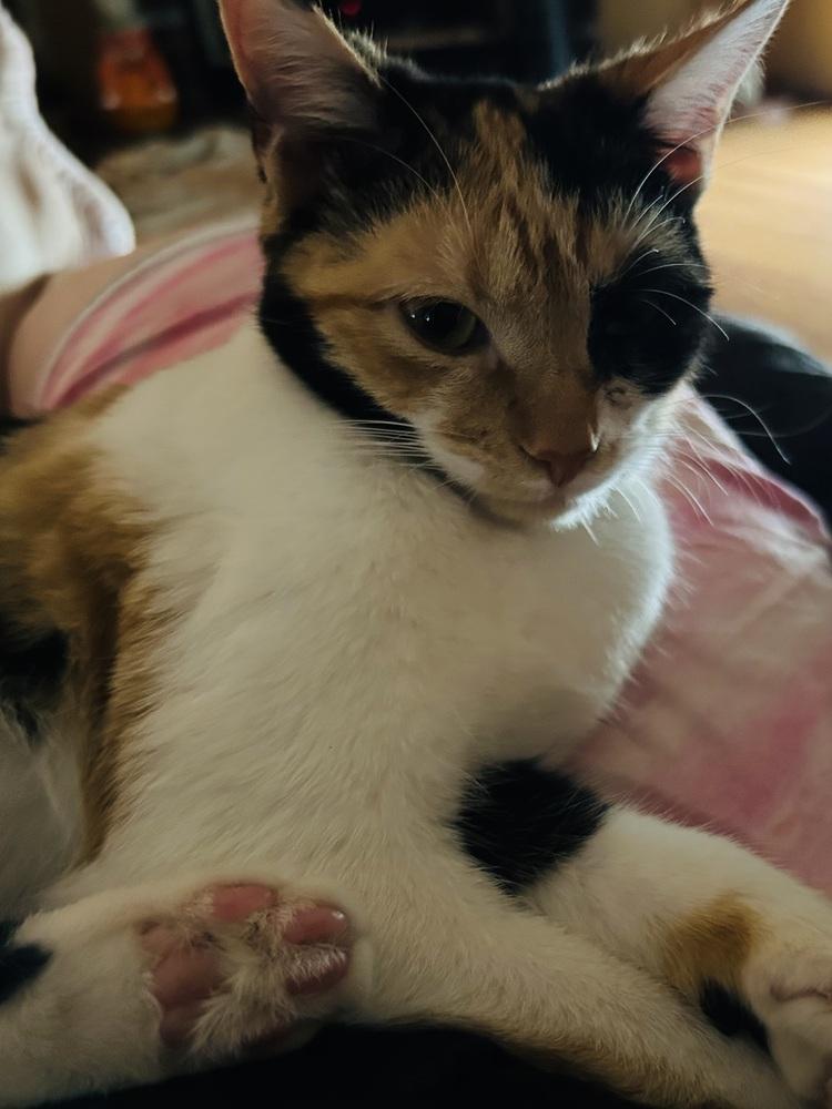 Colette, a Adoptable mixed breed in Jackson, GA image 2/6