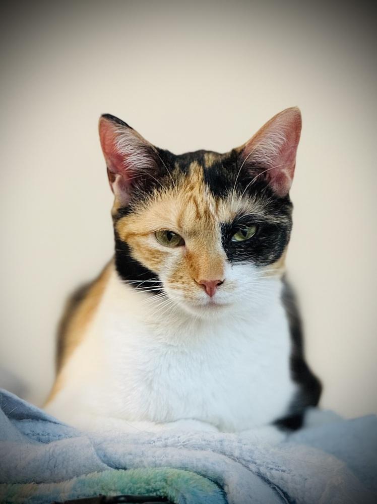 Colette, a Adoptable mixed breed in Jackson, GA image 3/6