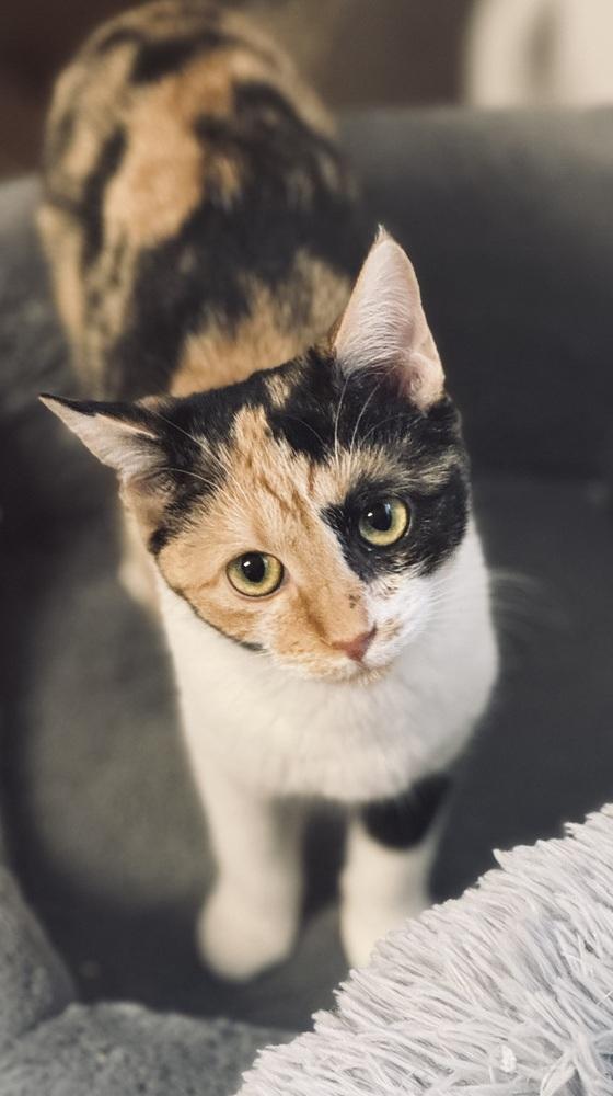 Colette, a Adoptable mixed breed in Jackson, GA image 6/6