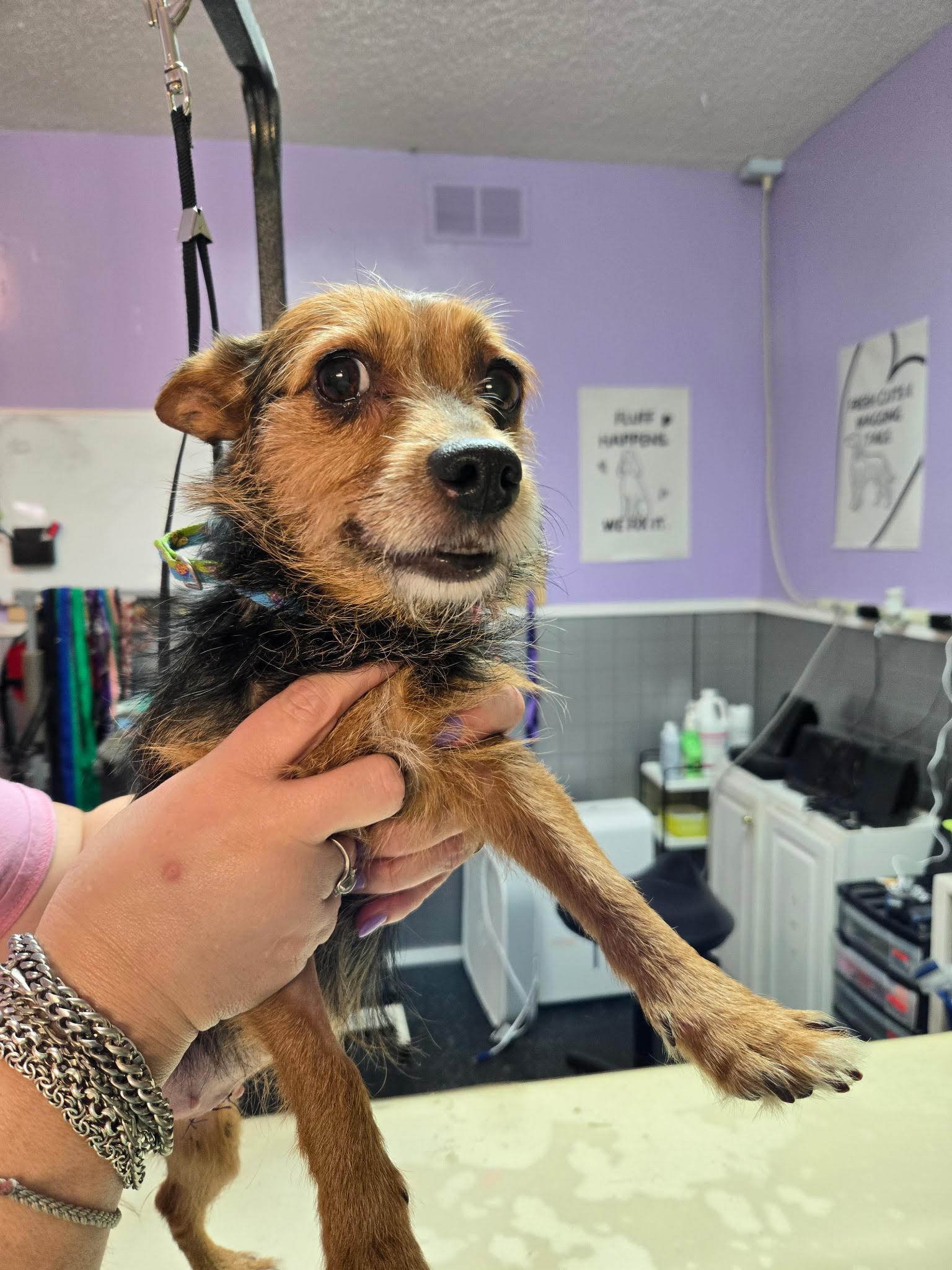 Enlarge LuLu, a ADOPTABLE Yorkshire Terrier in Greensboro, NC image 2/2