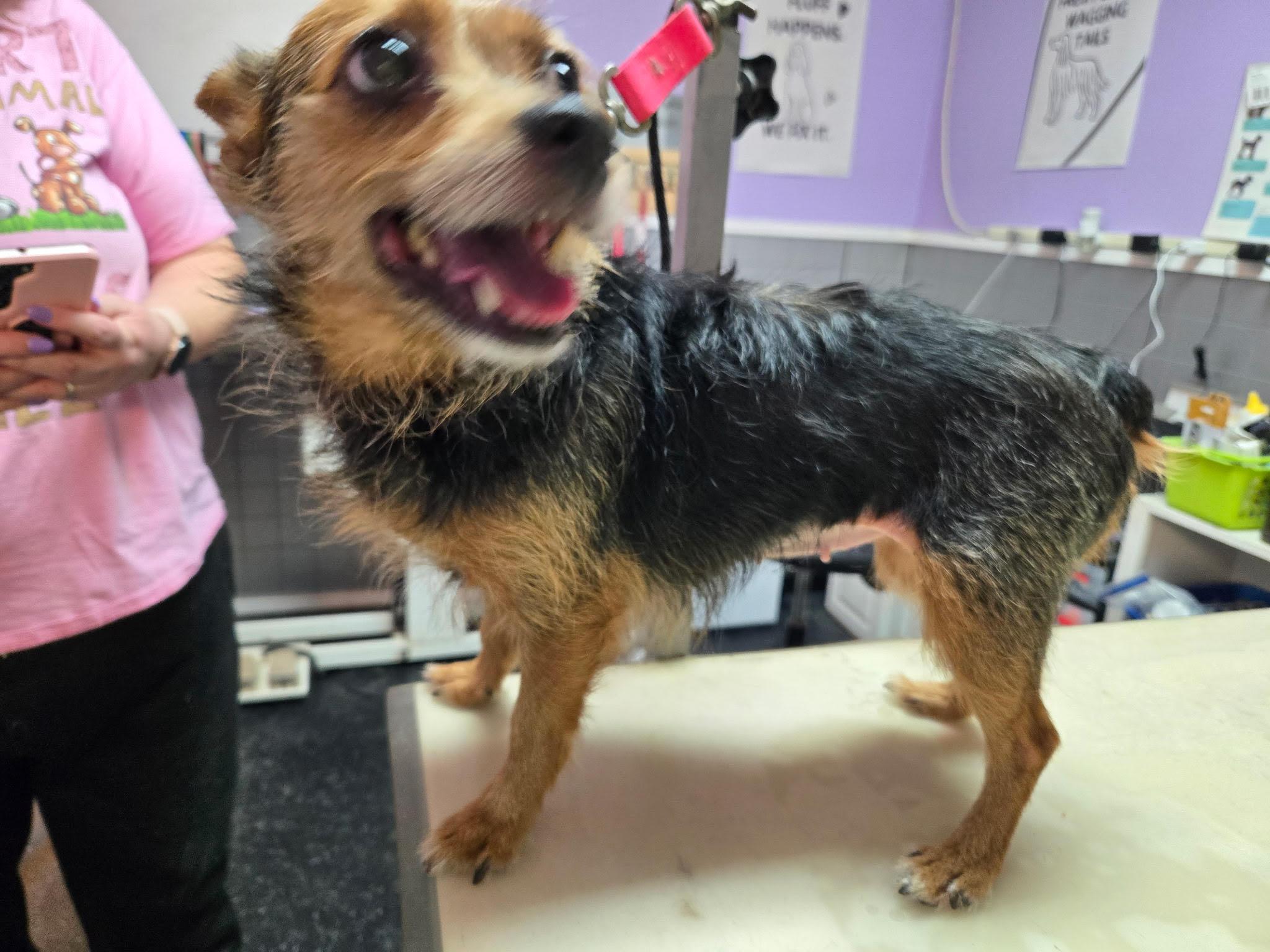 LuLu, ADOPTABLE, Adult Female Yorkshire Terrier.