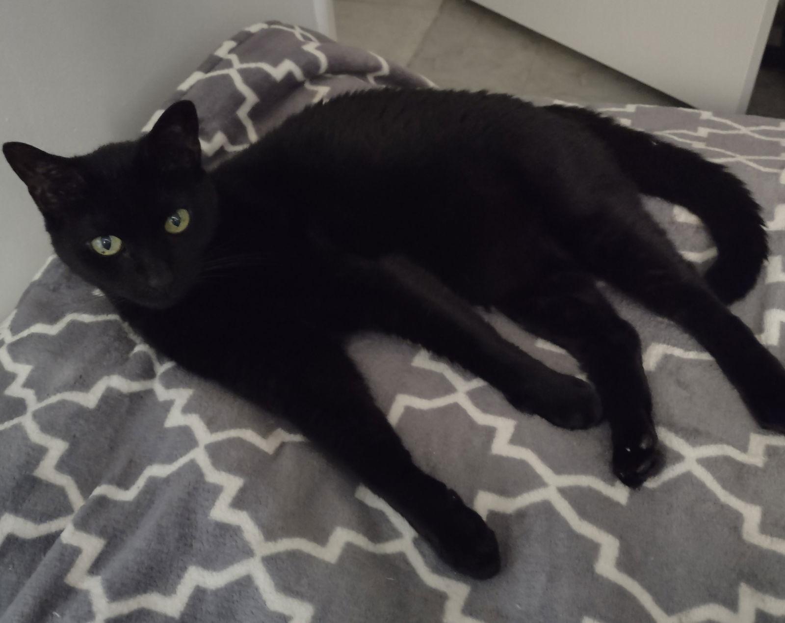 Enlarge Sunshine 9.21.09, a Adoptable Domestic Short Hair in Apopka, FL image 1/3