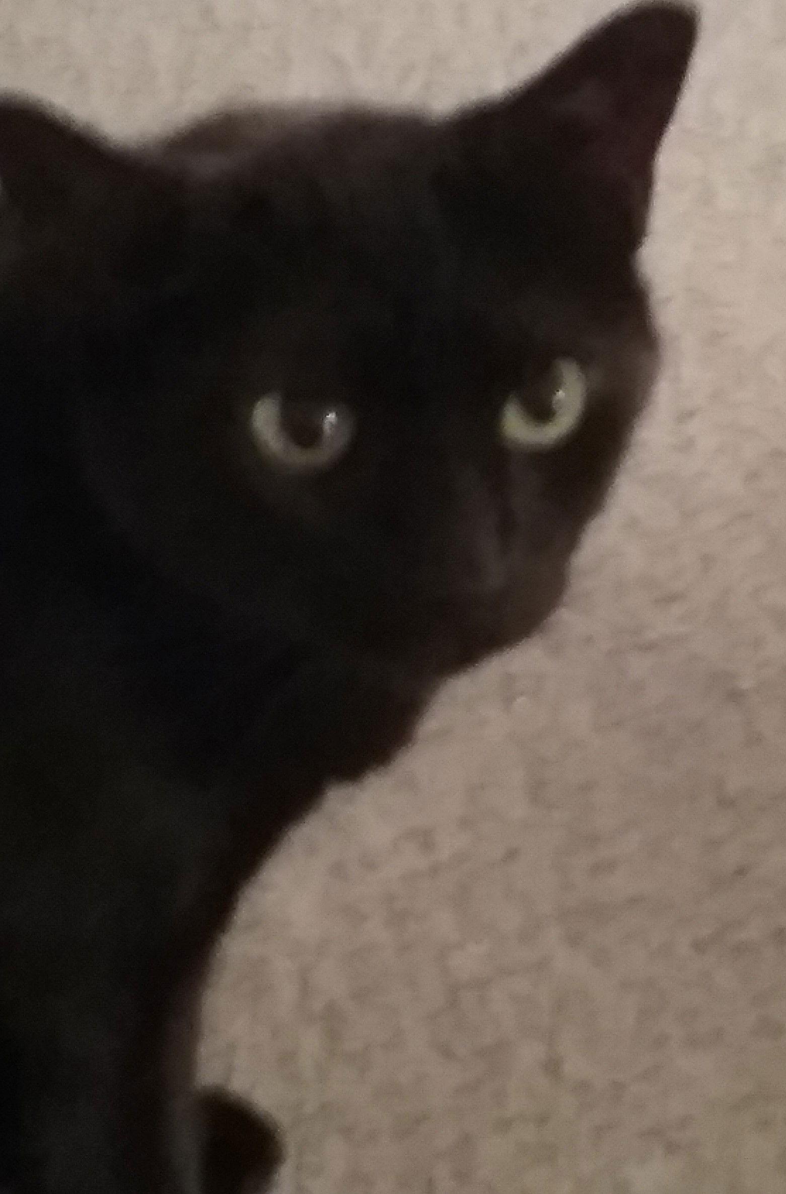 Enlarge Sunshine 9.21.09, a Adoptable Domestic Short Hair in Apopka, FL image 2/3