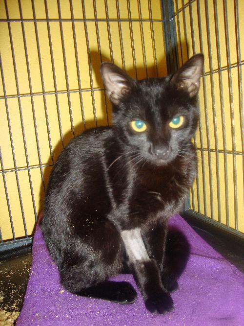 Enlarge Sunshine 9.21.09, a Adoptable Domestic Short Hair in Apopka, FL image 3/3