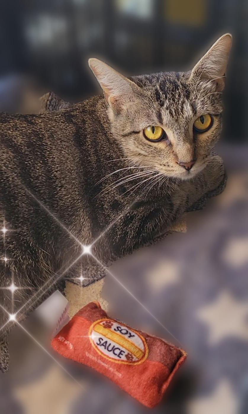 Camille, a Adoptable Domestic Short Hair in Scottsdale, AZ image 3/4